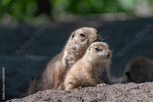 baby and mother prairie dog in the zoo