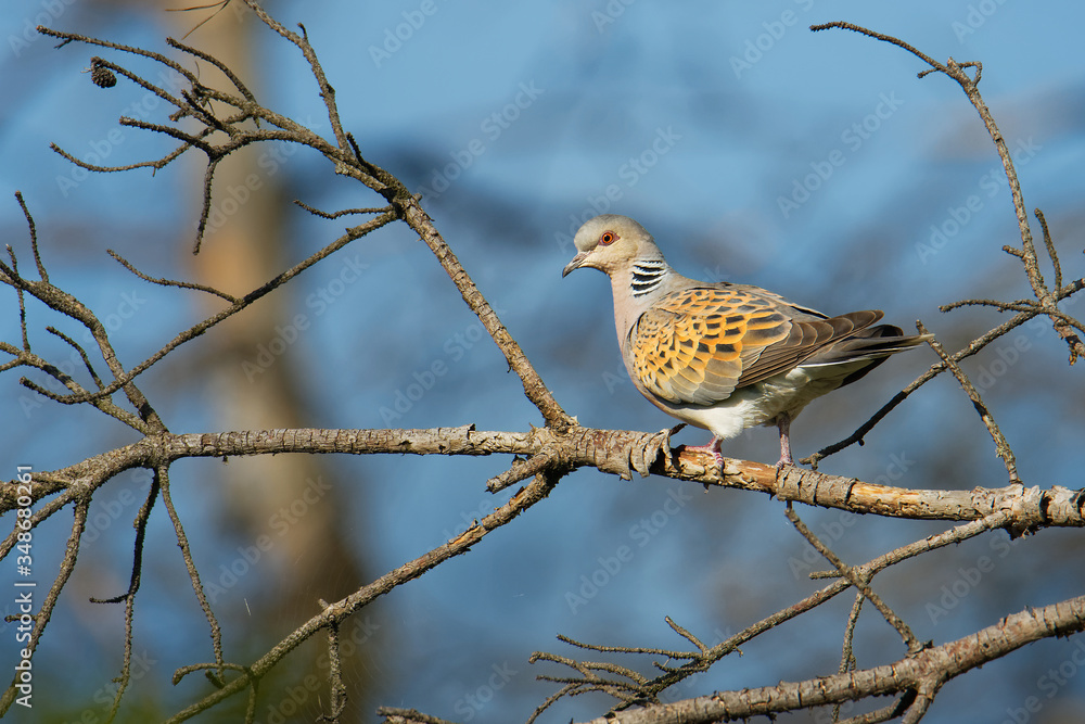 European Turtle-Dove - Streptopelia turtur sitting on the branch, beautiful colours, member of the bird family Columbidae, the doves and pigeons European Turtle-Dove - Streptopelia turtur sitting on the branch, beautiful colours, member of the bird family Columbidae, the doves and pigeons