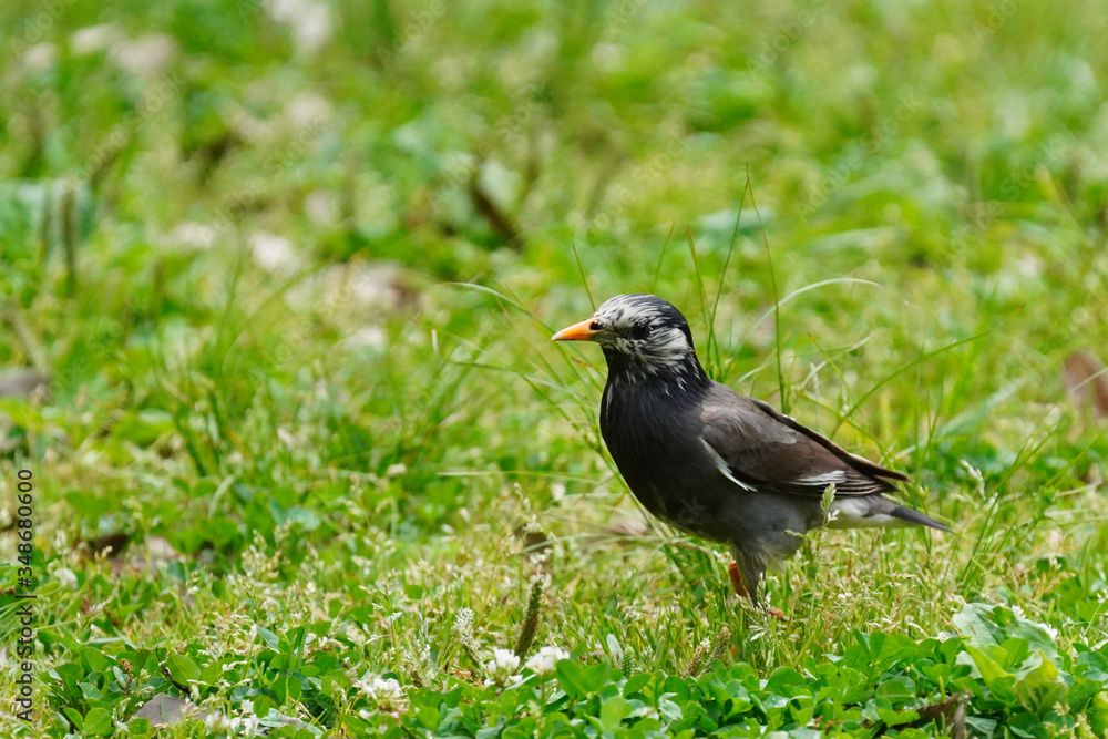 starling bird starling bird