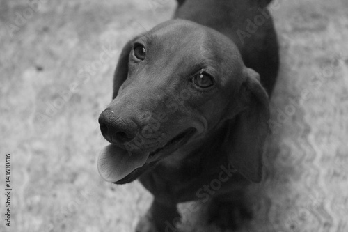 perro salchicha mascota