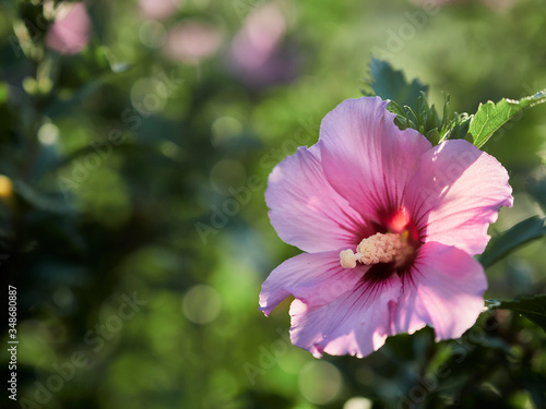 pink flower in the garden