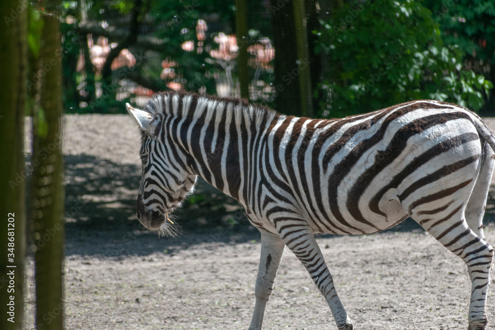 Single standing zebra in the zoo Single standing zebra in the zoo