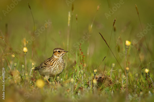 Wood Lark - Lullula arborea brown crested bird on the meadow (pastureland), lark genus Lullula, found in most of Europe, the Middle East, western Asia and the mountains of north Africa