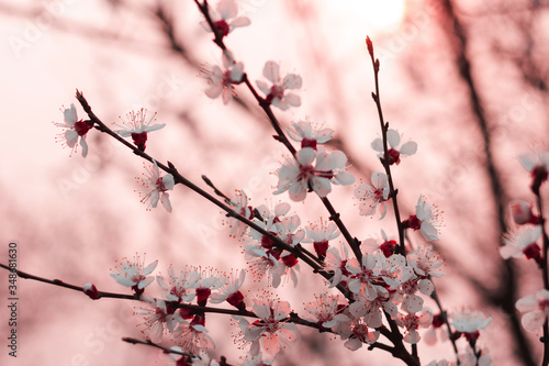 Apricot blossom in spring. Pink floral background