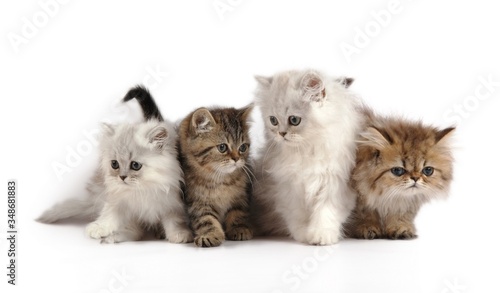 two little kittens