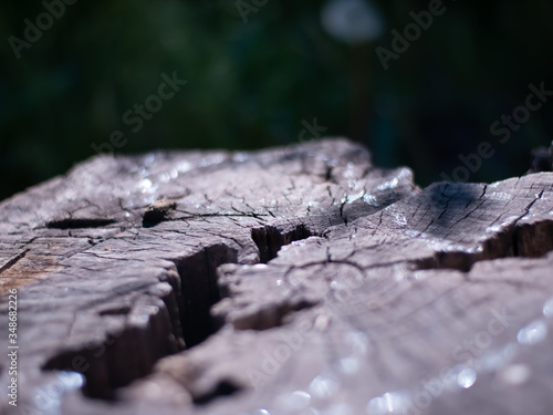 The texture of the tree on a cut stump with a green background