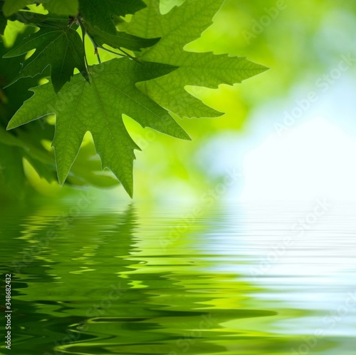 green leaves reflecting in water