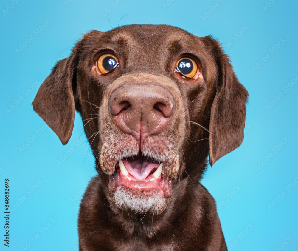 Brown chocolate lab with a funny face in an isolated background studio shot