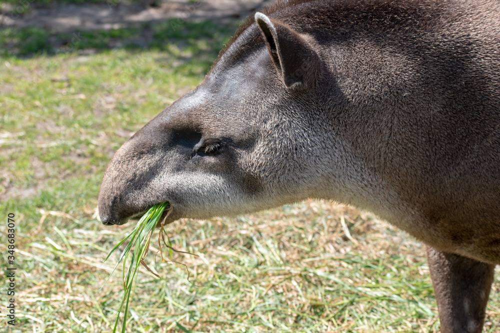 Single tapir in spring in the zoo while eating Single tapir in spring in the zoo while eating