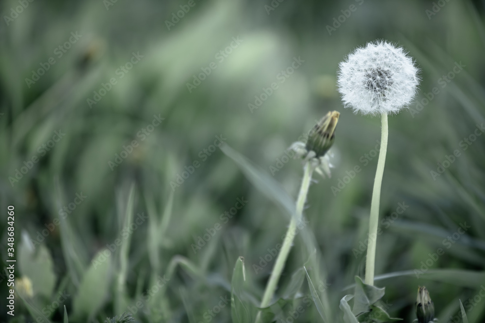 Dandelion.Ripe seeds of the dandelion. White air umbrellas made of dandelions. Scattered dandelion seeds.
