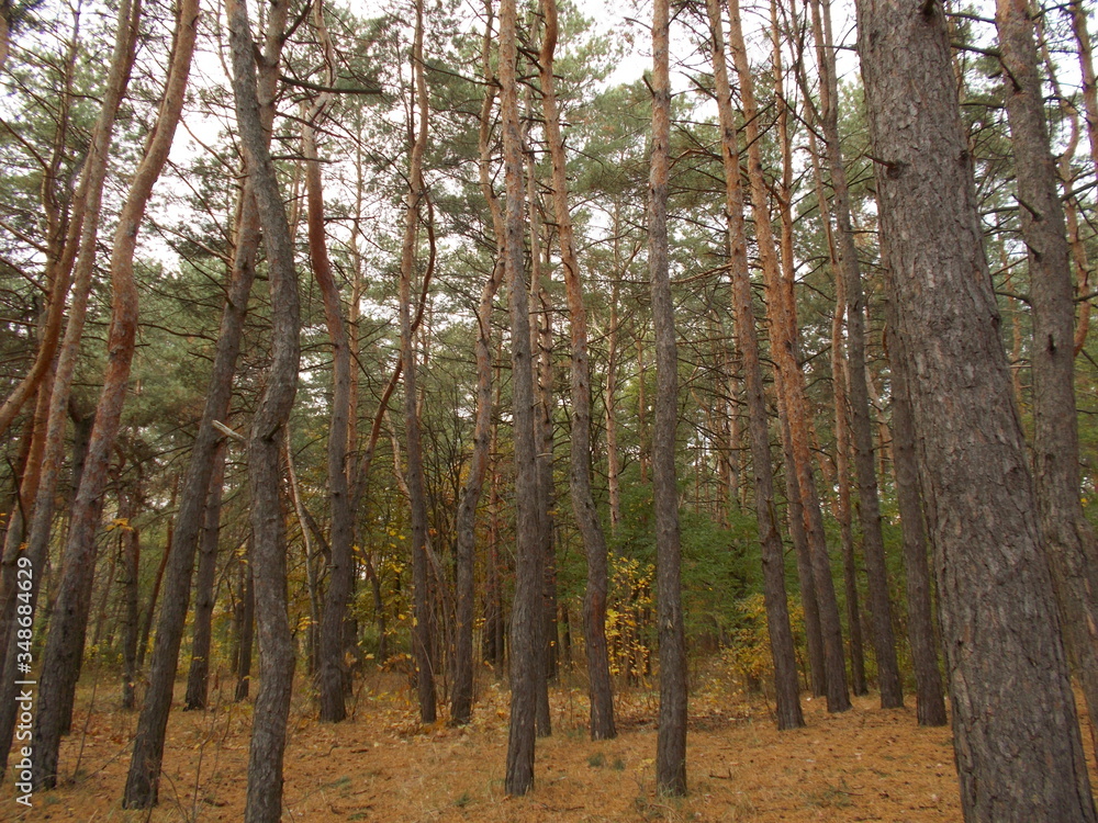 Obraz premium trees in the forest