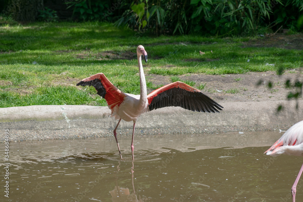 Fotografie Single flamingo spreads its wings