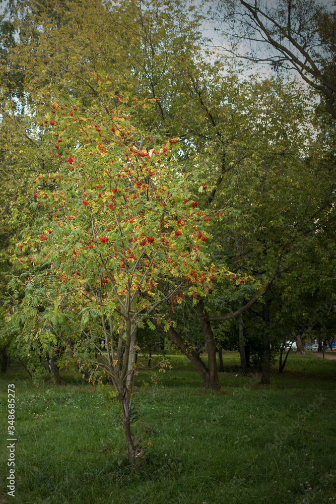 Fototapeta premium Rowan branches with ripe fruits close-up. Red rowan berries on the rowan tree branches, ripe rowan berries closeup and green leaves.