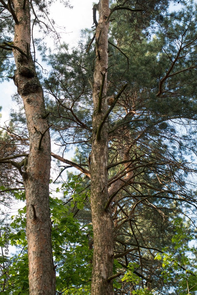 The squirrel sits on a pine tree. Pine forest The squirrel sits on a pine tree. Pine forest