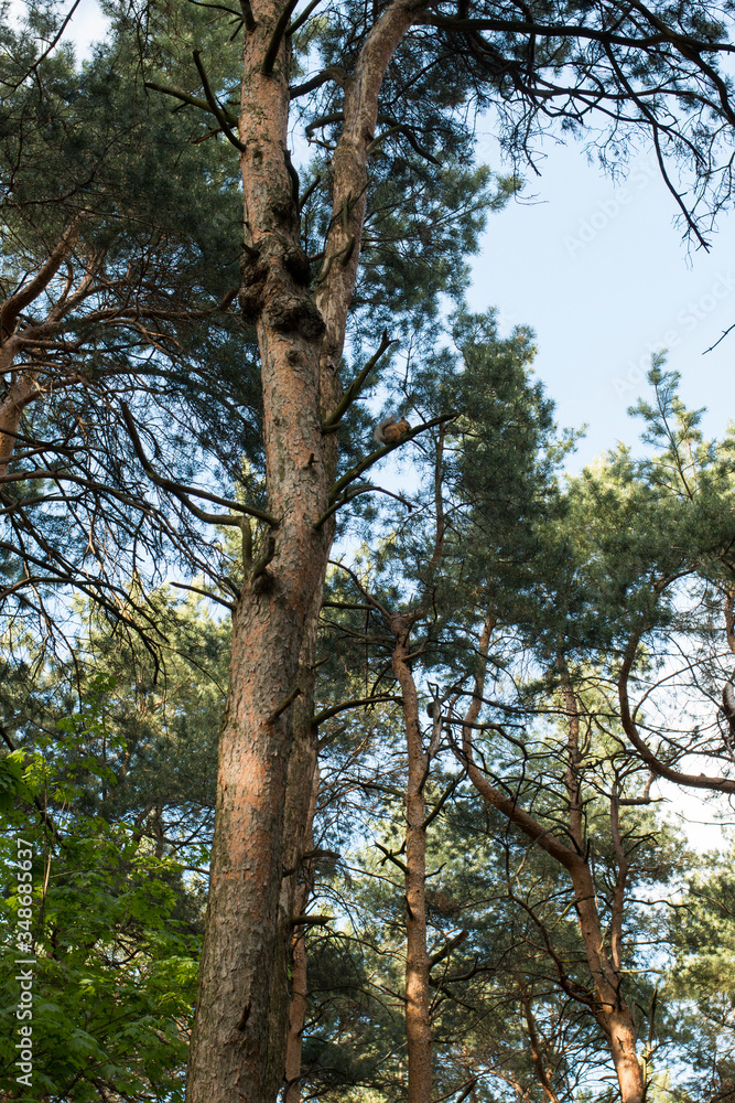 The squirrel sits on a pine tree. Pine forest