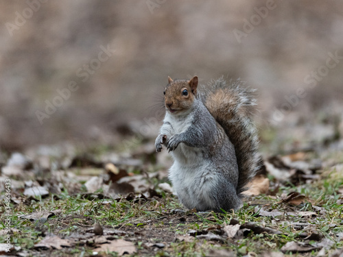 chubby gray squirrel on two legs in the woods