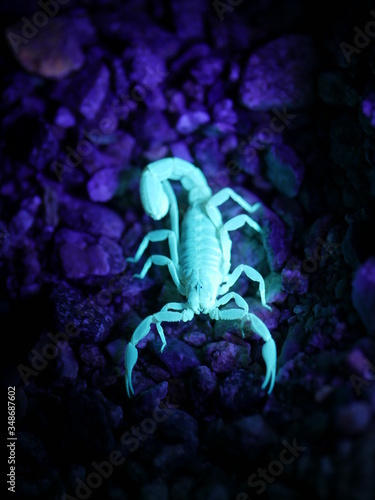 Blacklight Arizona Sonoran Desert Striped Scorpion Closeup 