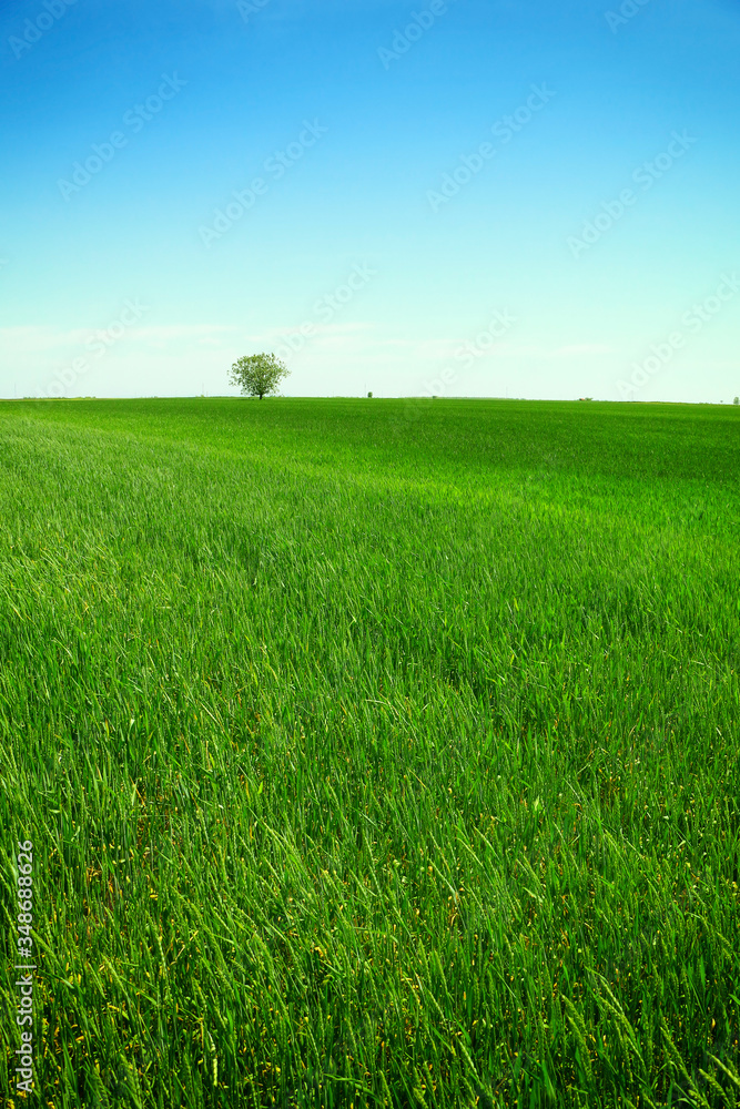 green wheat field against a blue sky green wheat field against a blue sky