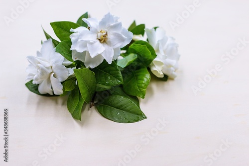 Gardenia is a genus of flowering plants in the coffee family, Rubiaceae, native to the tropical and subtropical regions of Africa, Asia, Madagascar and Pacific Islands.