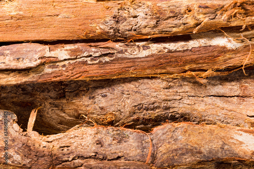 bark of medicinal plant cat's claw, uncaria tomentosa