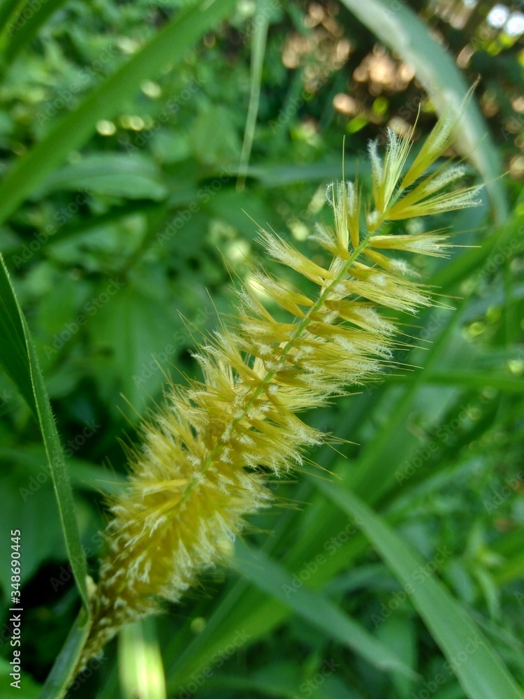 Fototapeta premium Close up Pennisetum purpureum (Cenchrus purpureus Schumach, Napier grass, elephant grass, Uganda grass, kolonjono, suket gajah) with ntural background. A giant tropical grass.