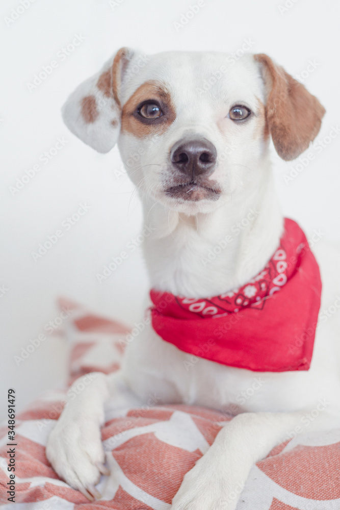 Terrier blanco mirando con bandana roja