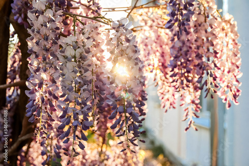 Purple wisteria flowers close-up at sunset. Sunlight passes through the flowers photo