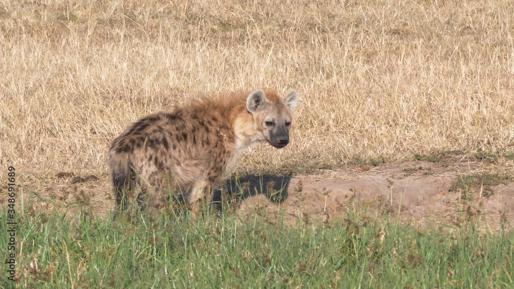 hyena standing next to green grass at masai mara kenya