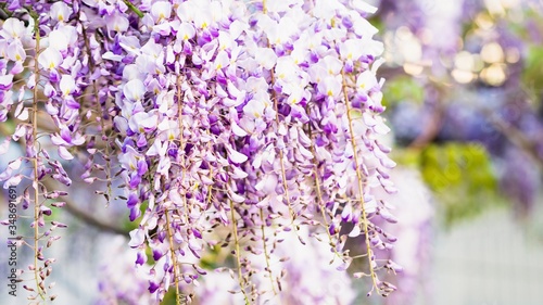 Flowering purple violet wisteria tree background, floral 16 on 9 panoramic format background © kvitkanastroyu