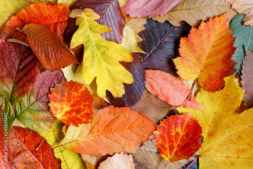 Red and orange background of various autumn leaves. The colorful background image of fallen autumn leaves is ideal for seasonal use