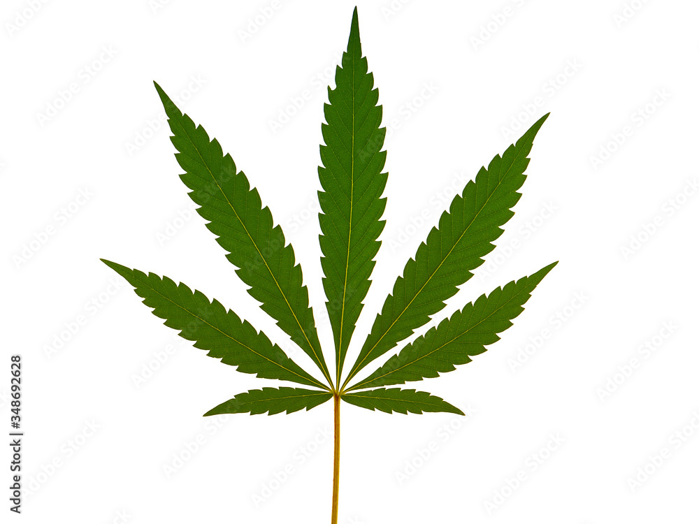 Marijuana leaf, Cannabis leaf isolated on white Marijuana leaf, Cannabis leaf isolated on white