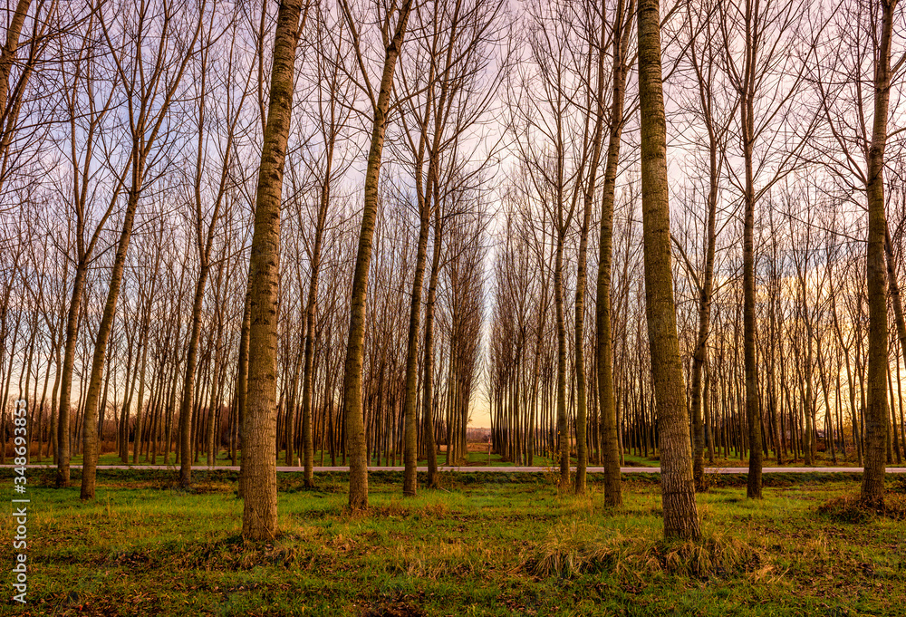 A beautiful autumn morning in the woods with barren trees in Friuli Italy