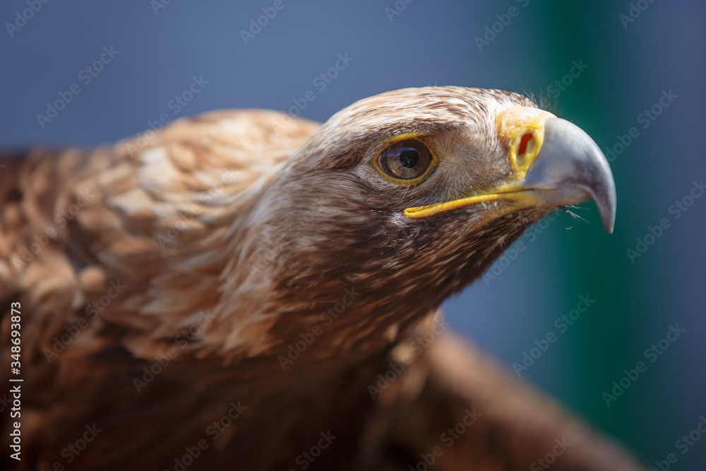 Portrait of brown head golden eagle (Aquila chrysaetos), close up of wild bird Portrait of brown head golden eagle (Aquila chrysaetos), close up of wild bird