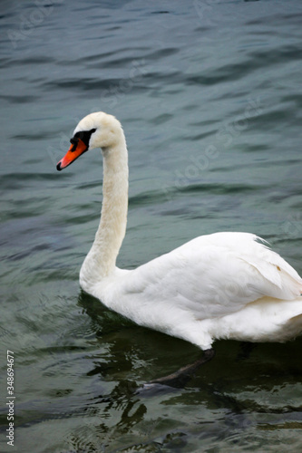 White Swan