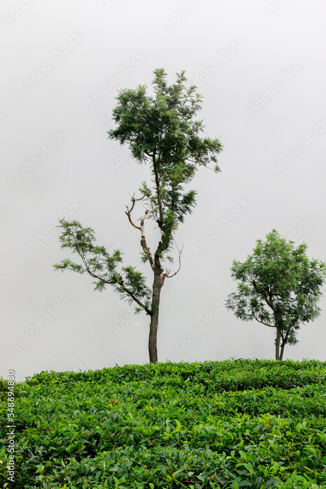 Tea Plantation in India Tea Plantation in India