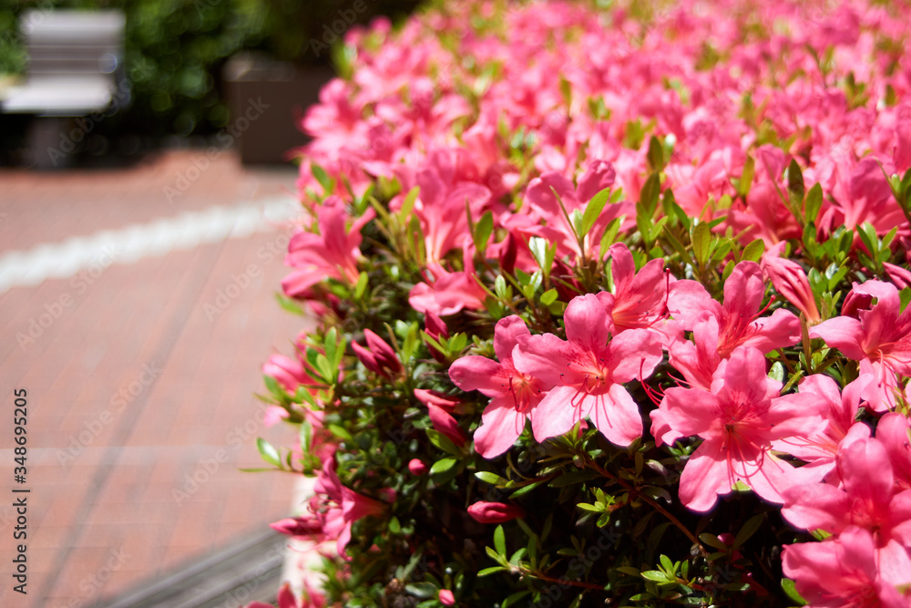 サツキのアップ・右寄り