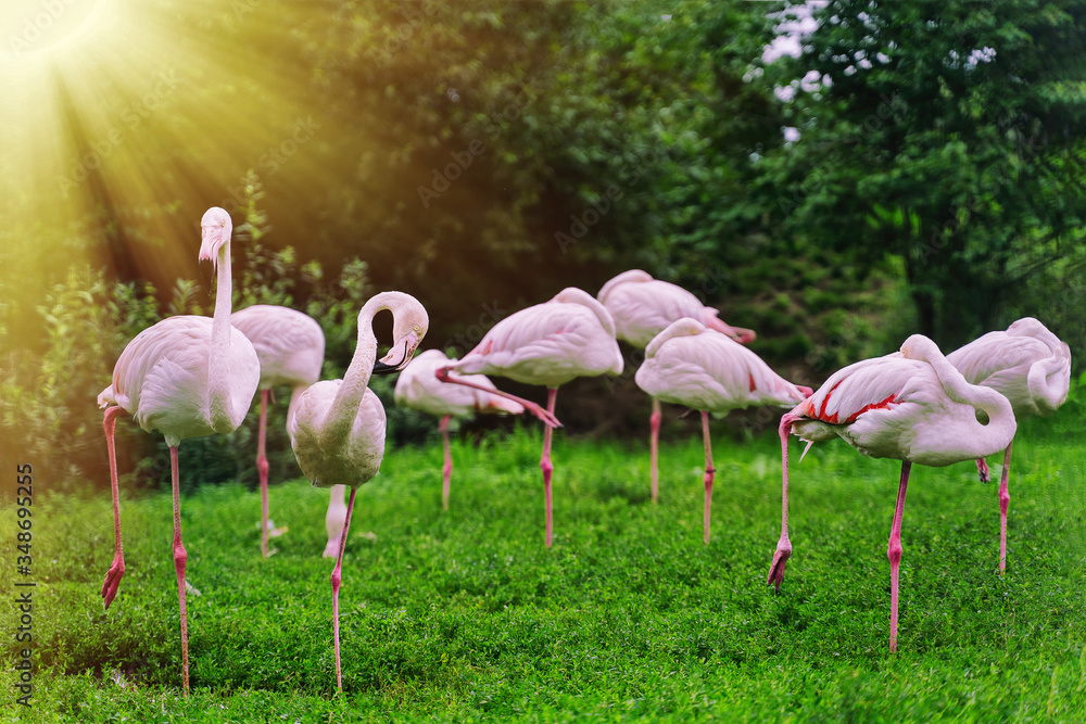 flamingos stand on one leg grazing on a meadow in nature reserves flamingos stand on one leg grazing on a meadow in nature reserves