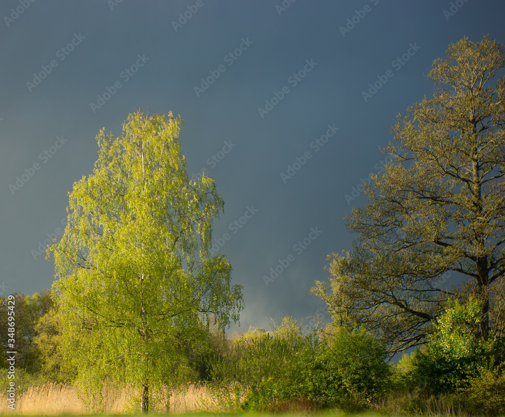 Fototapeta premium Beautiful young birch tree in spring sunshine on dark blue moody sky