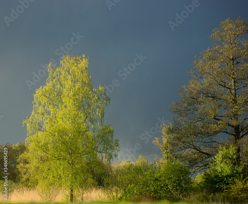 Beautiful young birch tree in spring sunshine on dark blue moody sky