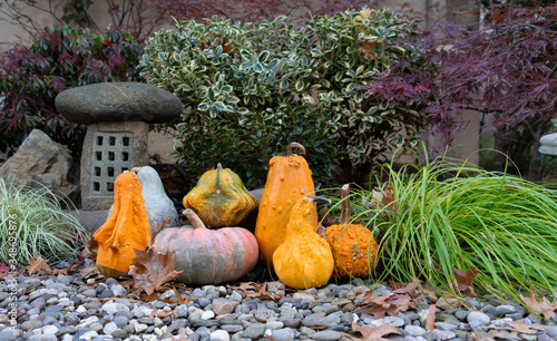 Different shaped and colored pumpkins on top of stones, surrounded by bushes photo