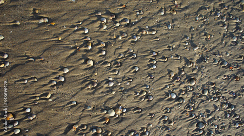 Shells on the sand background