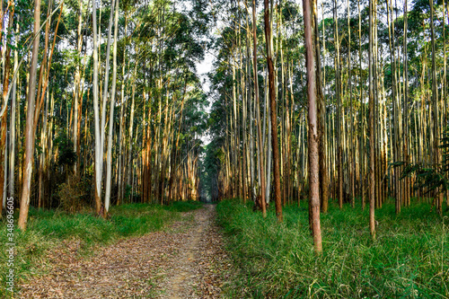 Bosque de eucalyptus. Floresta de manejo. Produção de madeira e papel.
