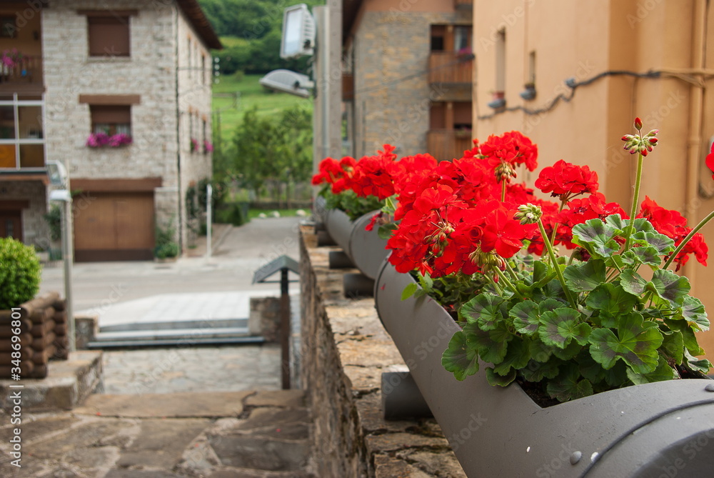 Beautiful red flowers in Espot, Lleida