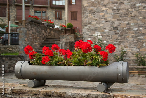 Beautiful red flowers in Espot, Lleida