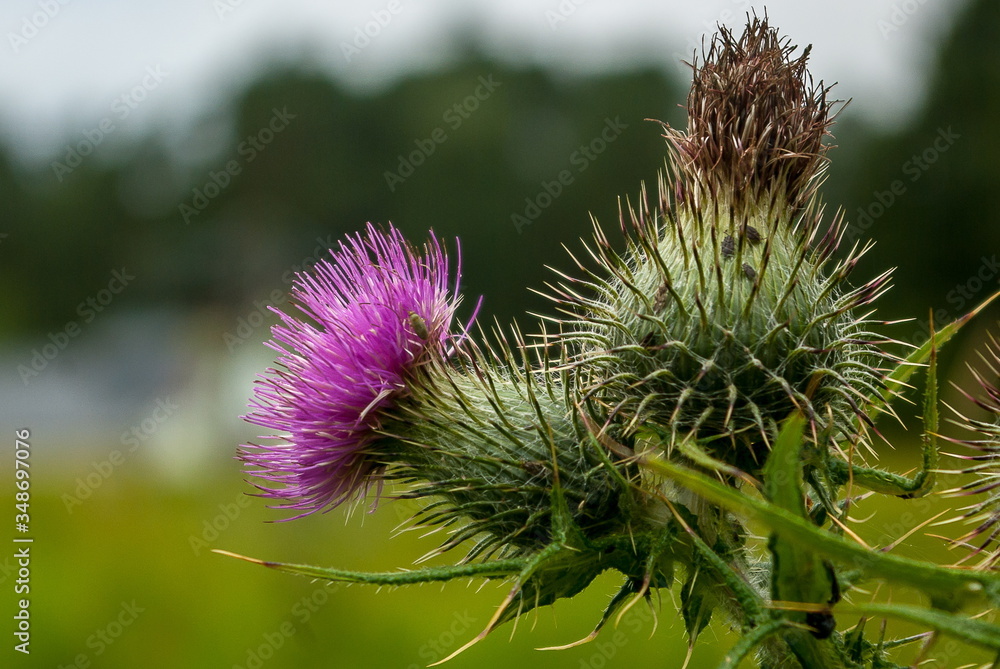 Thistle with purple flower in green background. Thistle with purple flower in green background.
