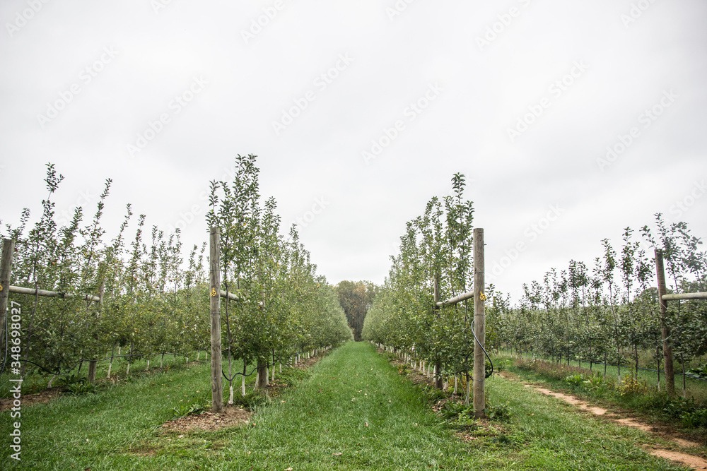Obraz premium orchard