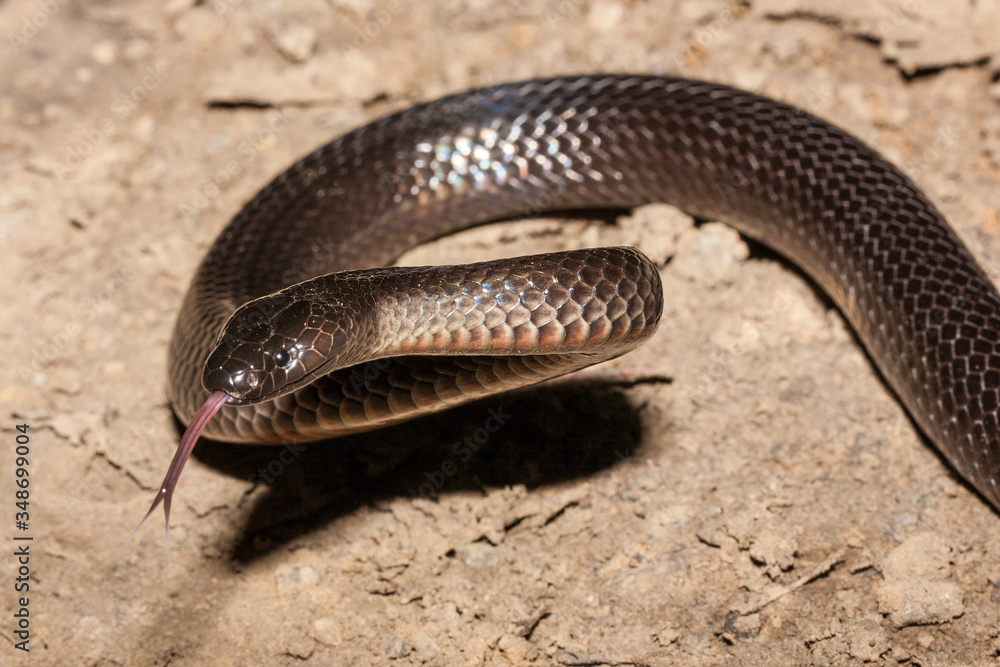 Eastern Small-eyed Snake flickering tongue Eastern Small-eyed Snake flickering tongue