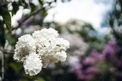 Beautiful white lilac flowers. Macro photo of lilac spring flowers.