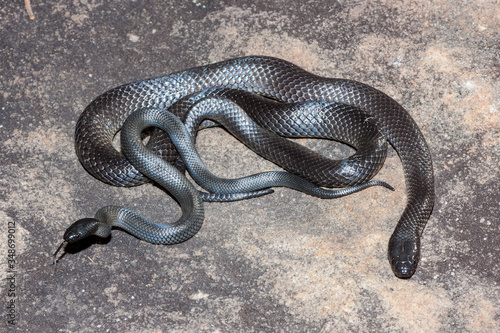Adule and Juvenile Eastern Small-eyed Snakes