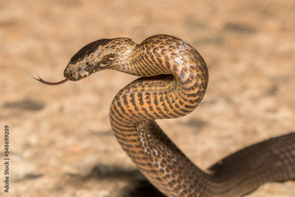 Fototapeta premium Golden-crowned Snake flickering it's tongue